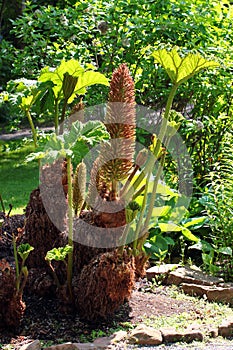 Giant rhubarb, or Gunnera manicata flower in a garden