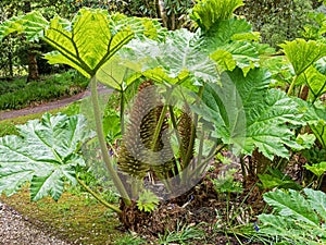 Giant rhubarb, Gunnera manicata, growing in a garden