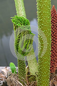 Giant rhubarb Gunnera tinctoria, new leaf