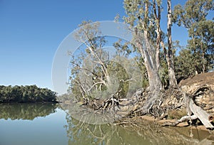 Giant river gum trees line The Murray river.