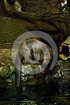 Giant River Otter
