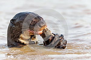 Giant River Otter eating a fish