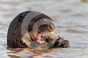 Giant River Otter eating a fish