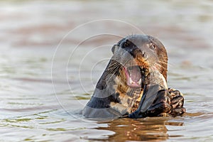 Giant River Otter eating a fish