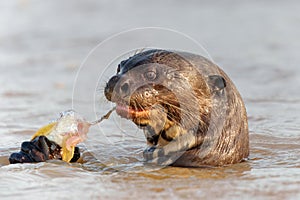 Giant River Otter eating a fish