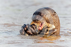 Giant River Otter eating a fish