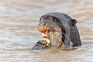 Giant River Otter eating a fish