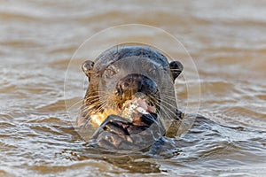 Giant River Otter eating a fish