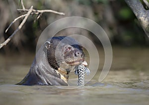 Giant river otter eating a fish in a natural habitat