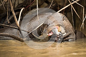 Giant river otter eating fish in reeds