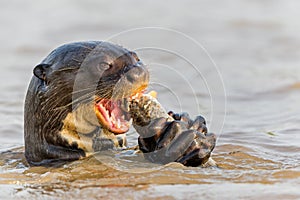 Giant River Otter eating fishin the Pantanal
