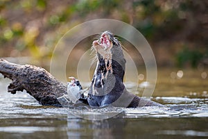 Giant river otter in the nature habitat