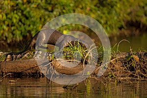 Giant river otter in the nature habitat