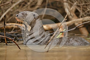 Giant river otter in the nature habitat