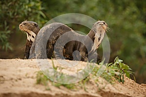 Giant river otter in the nature habitat