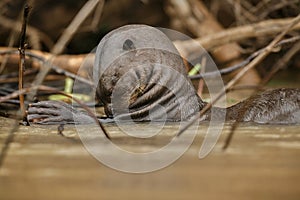 Giant river otter in the nature habitat