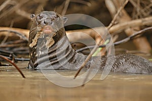 Giant river otter in the nature habitat