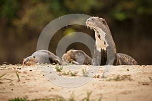 Giant river otter in the nature habitat