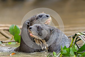 Giant River Otter, Pantanal, Brazil, South America