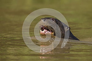 Giant River Otter, Pantanal, Mato Grosso, Brazil