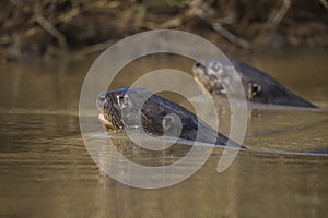 Giant River Otter, Pantanal, Mato Grosso, Brazil