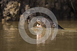 Giant River Otter, Pantanal, Mato Grosso, Brazil photo