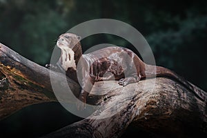 Giant River Otter