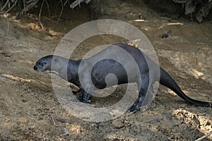 Giant-river otter, Pteronura brasiliensis