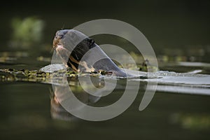 Giant-river otter, Pteronura brasiliensis