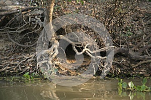 Giant-river otter, Pteronura brasiliensis