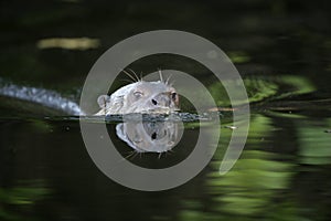 Giant-river otter, Pteronura brasiliensis