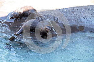 Giant River otter, Pteronura brasiliensis