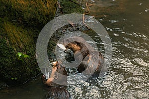 Giant River Otter Pteronura brasiliensis eating fish on the shore