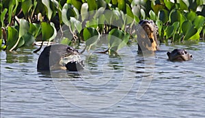 A giant river otter Pteronura brasiliensis, eating a Pirana fish, in Pantanal, Brazil