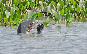 A giant river otter Pteronura brasiliensis, eating a Pirana fish, in Pantanal, Brazil