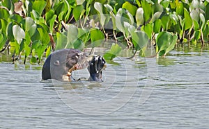 A giant river otter Pteronura brasiliensis, eating a Pirana fish, in Pantanal, Brazil photo
