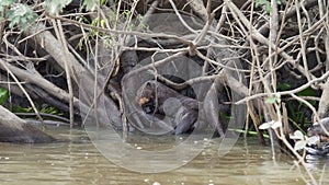 giant river otter, Pteronura brasiliensis, Pantanal Brazil