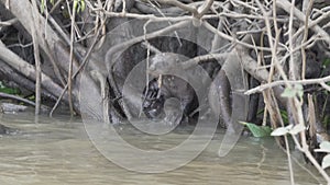 giant river otter, Pteronura brasiliensis, Pantanal Brazil