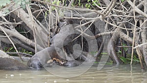 giant river otter, Pteronura brasiliensis, Pantanal Brazil