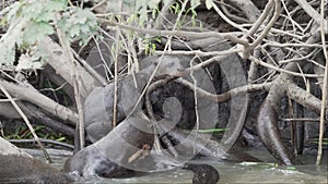 giant river otter, Pteronura brasiliensis, Pantanal Brazil