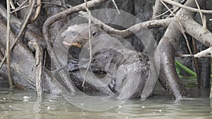 giant river otter, Pteronura brasiliensis, Pantanal Brazil