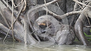 giant river otter, Pteronura brasiliensis, Pantanal Brazil