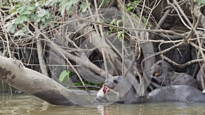 giant river otter, Pteronura brasiliensis, Pantanal Brazil