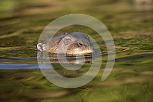 Giant-river otter, Pteronura brasiliensis