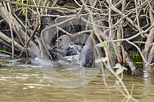 giant river otter Pteronura brasiliensis a South American carnivorous mammal