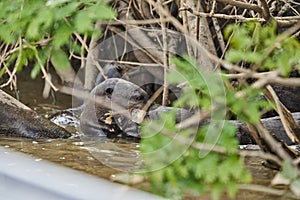 giant river otter Pteronura brasiliensis a South American carnivorous mammal