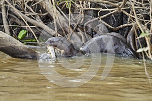 Giant river otter, Pteronura brasiliensis, a South American carnivorous mammal