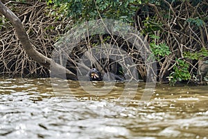giant river otter Pteronura brasiliensis a South American carnivorous mammal