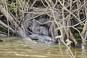 Giant river otter, Pteronura brasiliensis, a South American carnivorous mammal