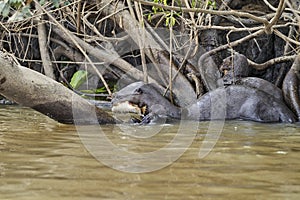 giant river otter, Pteronura brasiliensis, a South American carnivorous mammal